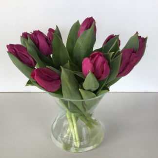 Tulipes pourpres - cultivées bio