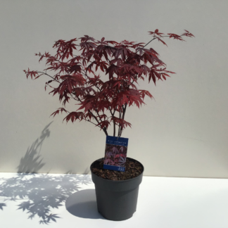 Acer Palmatum 'Atropurpureum', Erable du Japon palmatum 'Atropurpureum' (Greffé)