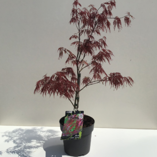 Acer Palmatum 'Garnet', Erable du Japon palmatum 'Garnet' (Greffé)