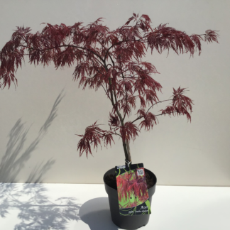 Acer Palmatum 'Inaba-Shidare', Erable du Japon palmatum 'Inaba-Shidare' (Greffé)