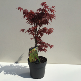 Acer Palmatum 'Osakkazuki', Erable du Japon palmatum 'Osakazuki' (Greffé)