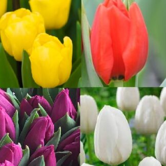 Bulbes de tulipes (disponible 18 septembre au 30 novembre)